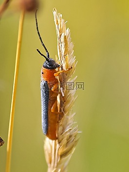 甲蟲(chóng),昆蟲(chóng),性質(zhì)