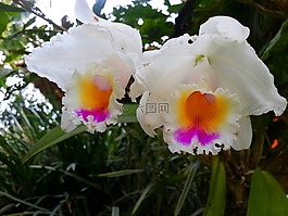 花,蘭花,花的