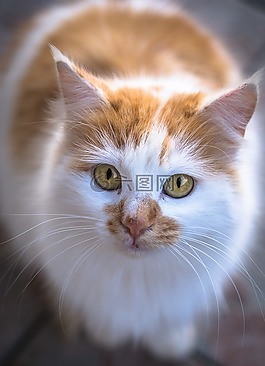 猫,在狗窝,动物