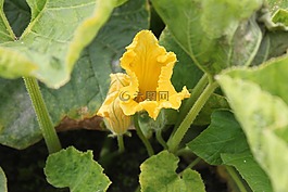 花,字段,宏