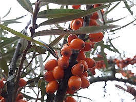 橙色,自然,季節(jié)