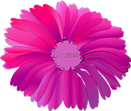 花,粉红色,巨大