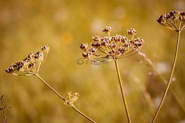 hogweed,廠,草地
