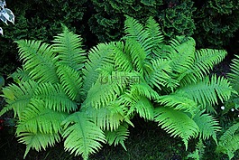 春天,森林,花園