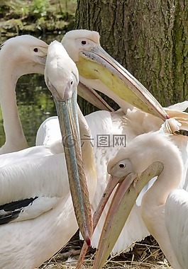 鵜,粉紅色,水鳥(niǎo)