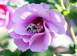 花,蜜蜂,花粉