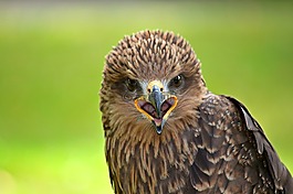 獵鷹,猛禽,鳥(niǎo)