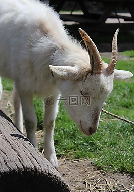 山羊,動(dòng)物,寵物