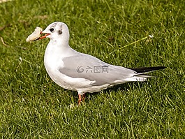 嘴鷗,海鷗,鳥