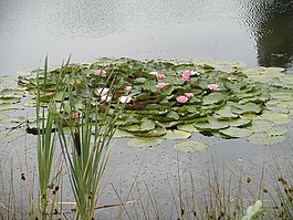 睡蓮,池塘,粉紅色
