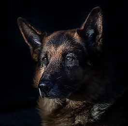 德國牧羊犬,國內(nèi)動物,狗頭
