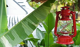 葉,木材,植物區(qū)系