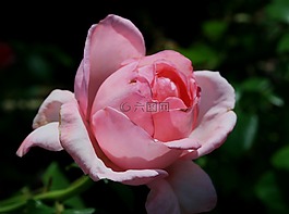 花,盛開,芽