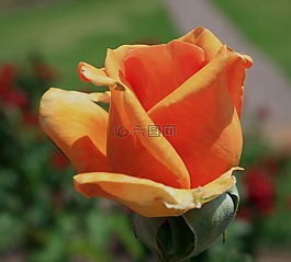 花,盛開,芽