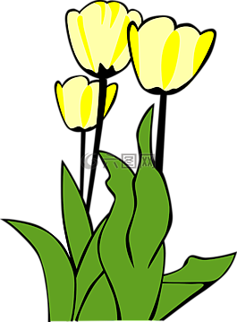郁金香,鲜花,植物