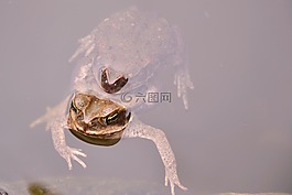 蟾蜍,青蛙,水