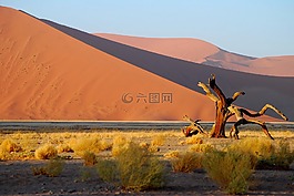 納米比亞,沙漠,樹