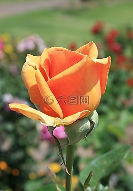 花,盛開,芽