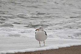 動物,海,海灘