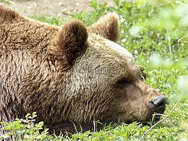 熊,棕色,哺乳動物