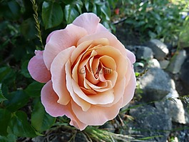 鮮花,粉色,宏