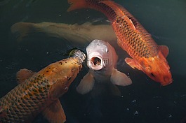 錦鯉,魚,水