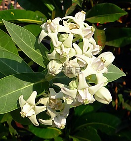 calotropis 花瓣,乳草,花