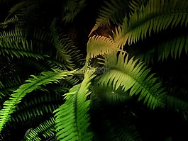 蕨類植物,綠色,植物