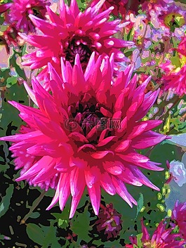 嬌琴紗,開花,花