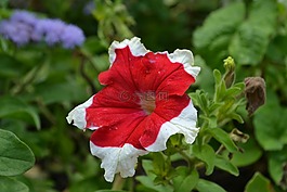 鮮花,夏季,性質