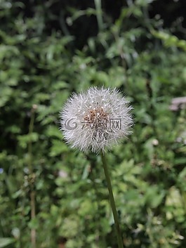 蒲公英,植物,填料