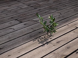 木材,生活,植物