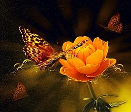 花,光,橙色