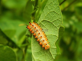 卡特彼勒,葉子,性質(zhì)
