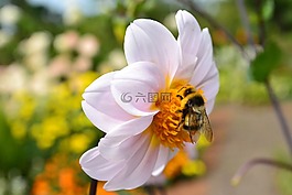 鮮花,夏季,性質