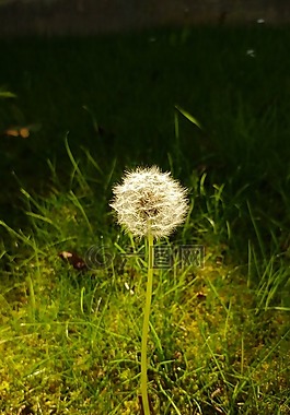 花,關閉,性質(zhì)
