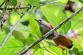 chevron輪紅色,鳥,evergreen