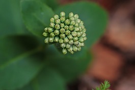 增長,植物,綠色