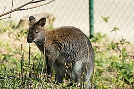 袋鼠,動物園,動物
