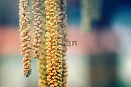 春天,花粉,性質(zhì)