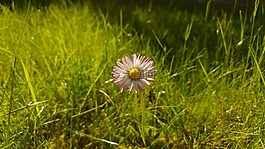 雛菊,花,草