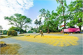 林业公路,河内,粮食干燥