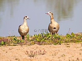 nilgans,鹅,鸟
