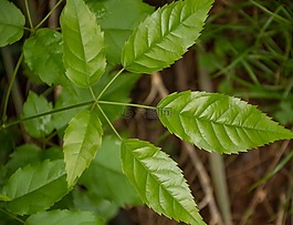 葉,植物,性質(zhì)