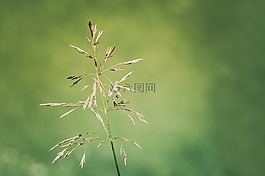 草,性質(zhì),廠
