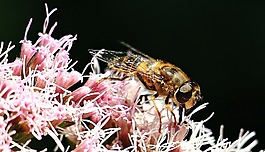 蜜蜂,昆蟲,關(guān)閉