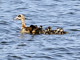 nilgans,鹅,鸟