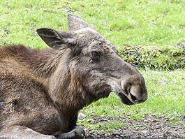 駝鹿,動物,野生動物