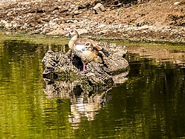 nilgans,鹅,鸟