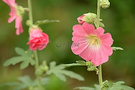 蜀葵,粉紅色,綠色